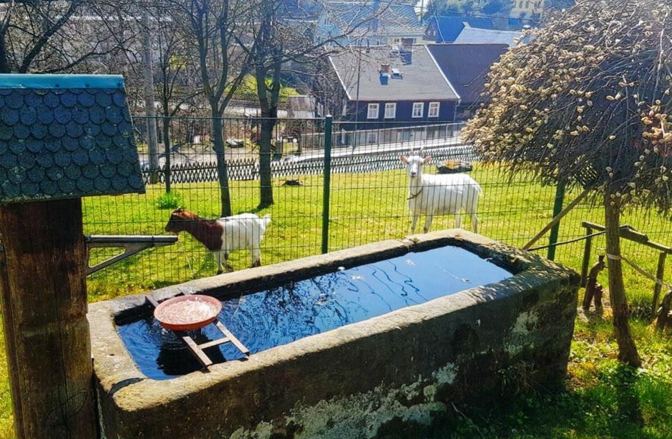 Appartamento Kastanienhof Hinterhermsdorf Esterno foto
