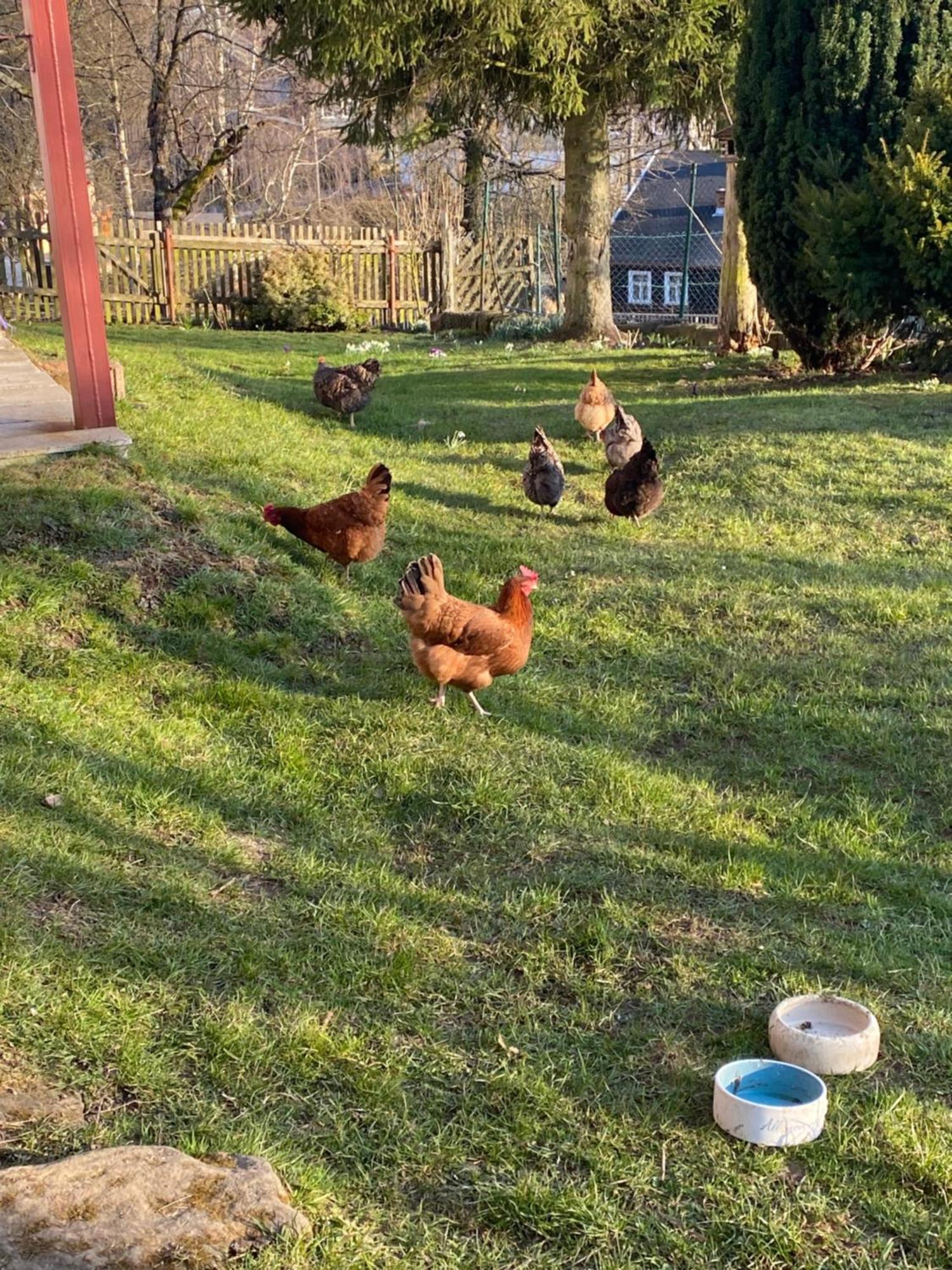 Appartamento Kastanienhof Hinterhermsdorf Esterno foto