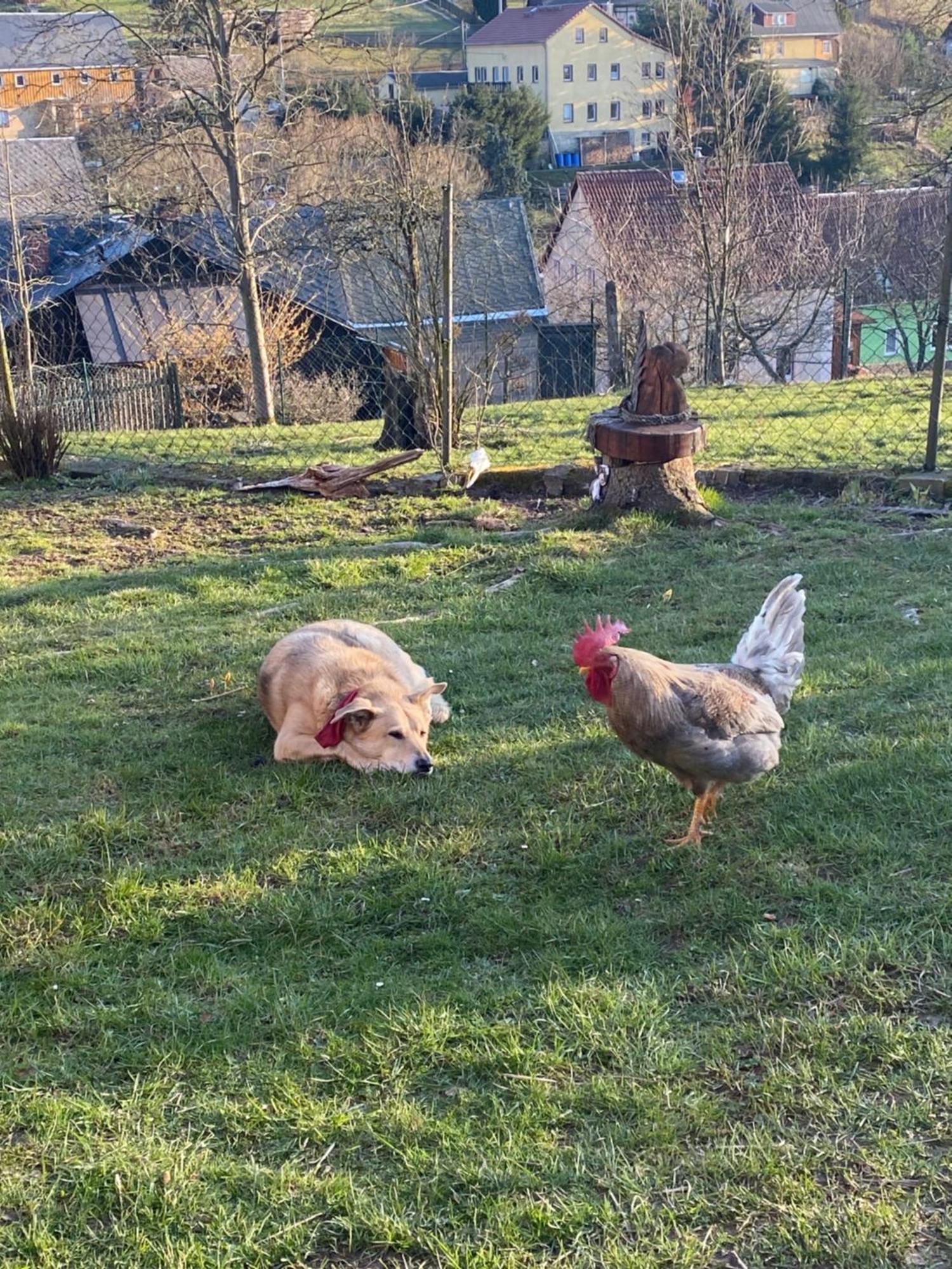 Appartamento Kastanienhof Hinterhermsdorf Esterno foto