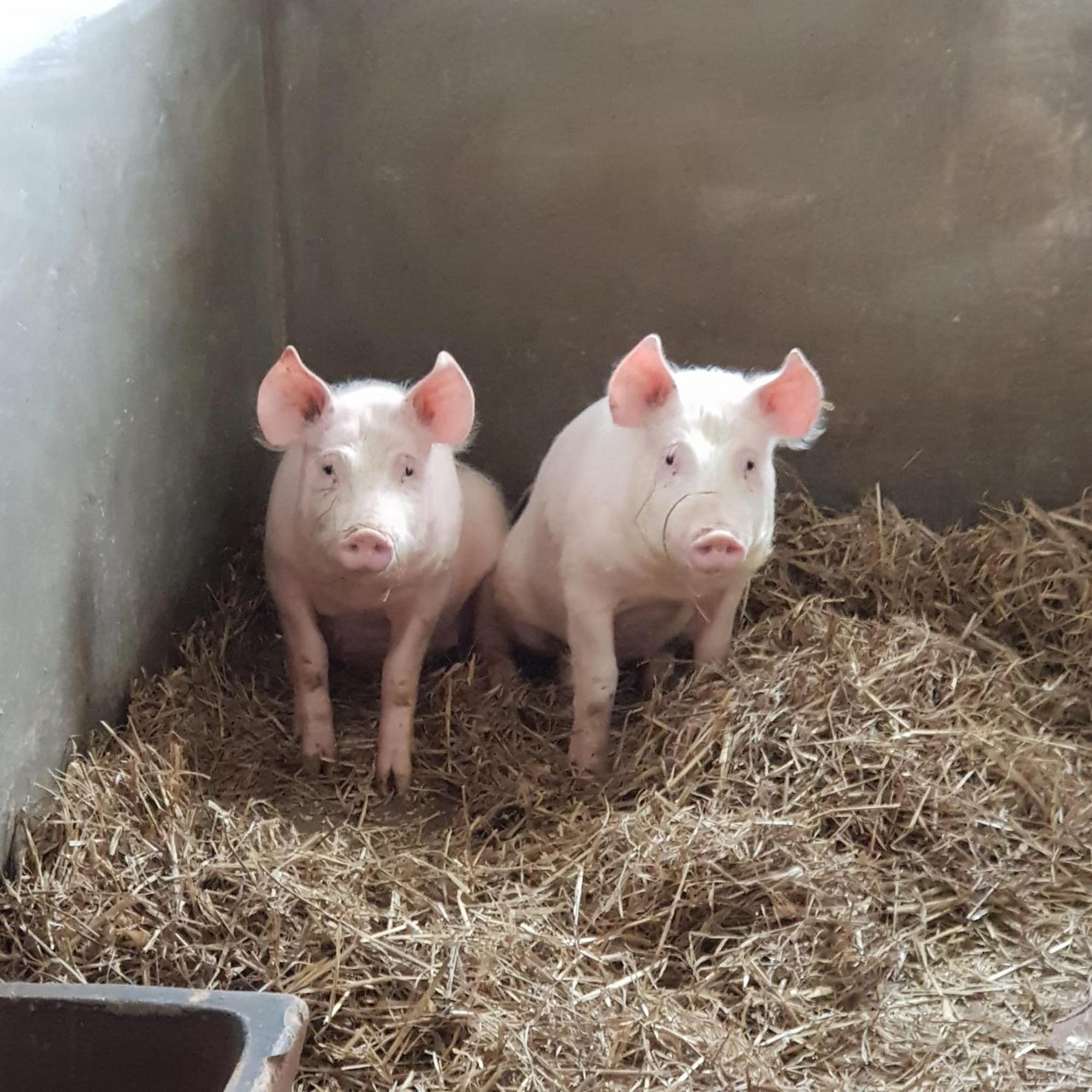 Appartamento Kastanienhof Hinterhermsdorf Esterno foto