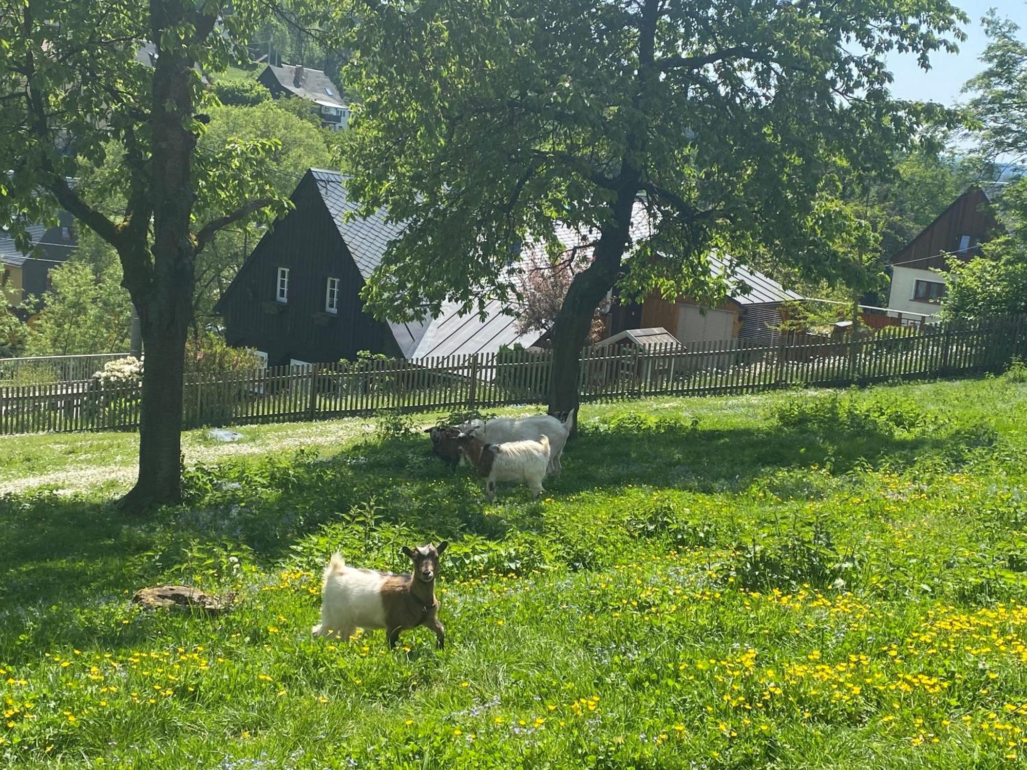 Appartamento Kastanienhof Hinterhermsdorf Esterno foto